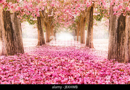 Falling petal over the romantic tunnel of pink flower trees / Romantic Blossom tree over nature background in Spring season / flowers Background Stock Photo