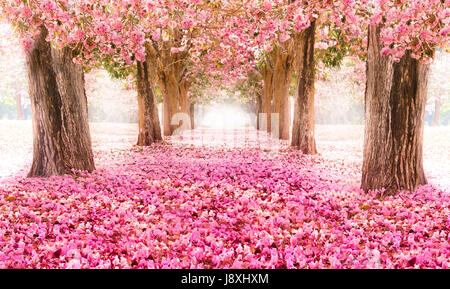 Falling petal over the romantic tunnel of pink flower trees / Romantic Blossom tree over nature background in Spring season / flowers Background Stock Photo