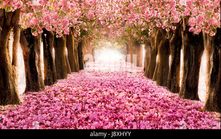 Falling petal over the romantic tunnel of pink flower trees / Romantic Blossom tree over nature background in Spring season / flowers Background Stock Photo