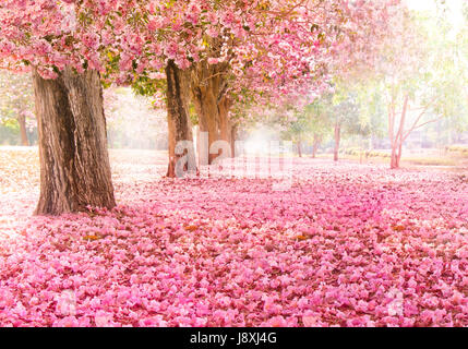 Falling petal over the romantic tunnel of pink flower trees / Romantic Blossom tree over nature background in Spring season / flowers Background Stock Photo