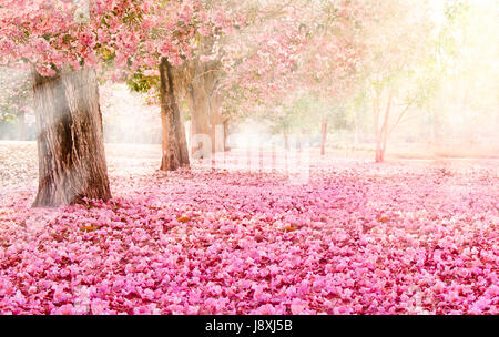 Falling petal over the romantic tunnel of pink flower trees / Romantic Blossom tree over nature background in Spring season / flowers Background Stock Photo