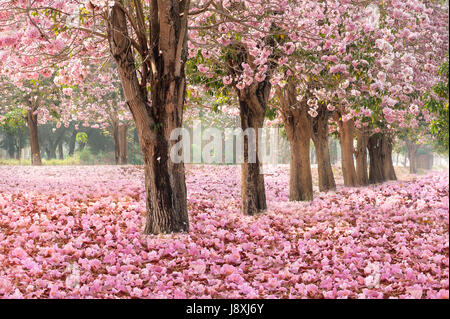 Falling petal over the romantic tunnel of pink flower trees / Romantic Blossom tree over nature background in Spring season / flowers Background Stock Photo