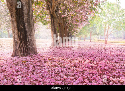 Falling petal over the romantic tunnel of pink flower trees / Romantic Blossom tree over nature background in Spring season / flowers Background Stock Photo