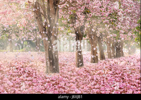 Falling petal over the romantic tunnel of pink flower trees / Romantic Blossom tree over nature background in Spring season / flowers Background Stock Photo