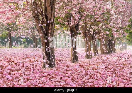 Falling petal over the romantic tunnel of pink flower trees / Romantic Blossom tree over nature background in Spring season / flowers Background Stock Photo