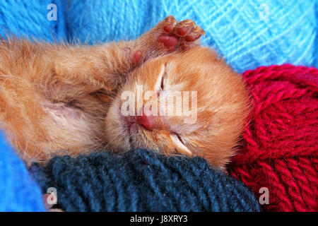 Sleeping cat kitten. New born baby cat sleeping. Cute beautiful little few days old orange cream color kitten. Stock Photo