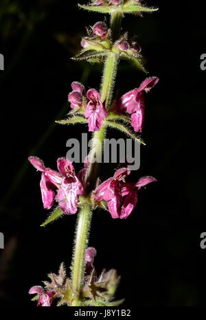 The Wood Betony (Stachys sylvatica) in flower Stock Photo
