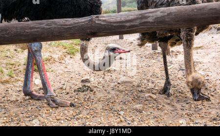 Ostriches (Struthio camelus) at ostrich farm, Cape Peninsula, Western Cape, South Africa, with male and female ostrich eating pebbles