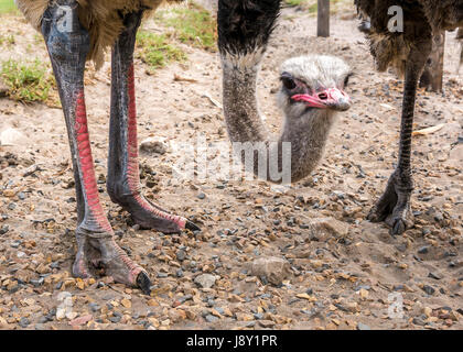 Ostrich pair at ostrich farm, Cape Peninsula, Western Cape, South Africa, curious male ostrich looking under fence, Struthio camelus Stock Photo
