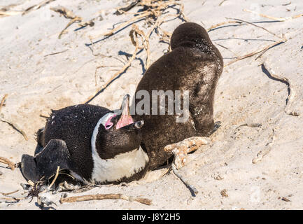 African penguin, Spheniscus demersus,parent calling with large fluffy brown baby in colony nursery, Simon's Town, Cape Town, Western Cape,South Africa