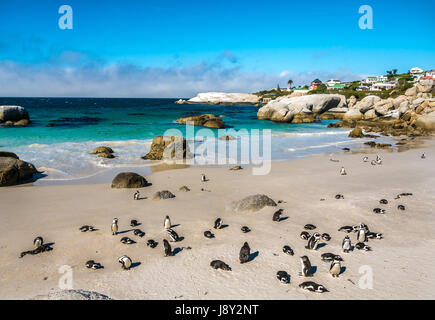 Jackass penguins, Spheniscus demersus, on beach in penguin colony, Simon's Town, Cape Town, South Africa, with sea in background Stock Photo