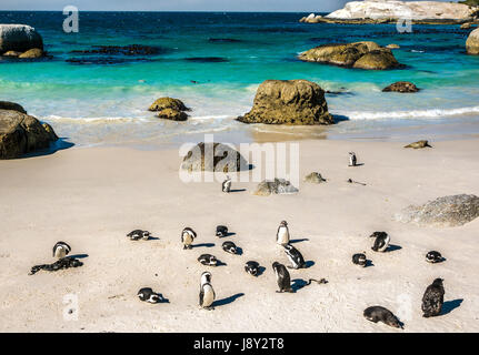 Jackass penguins, Spheniscus demersus, on beach in penguin colony, Simon's Town, Cape Town, South Africa, with sea in background Stock Photo