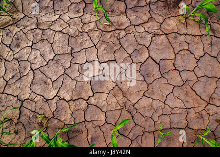 Dry cultivated corn field land with cracks, top view of soil and maize crop plants with copy space Stock Photo