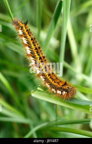 Drinker Moth Caterpillar Stock Photo