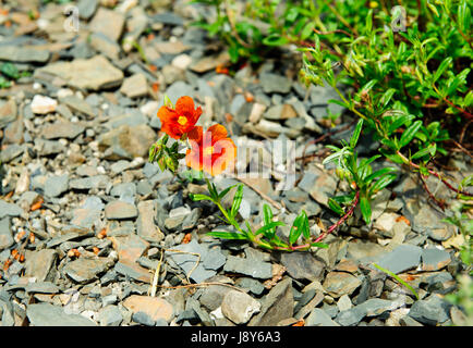 Iris wild flowers on a spring time Stock Photo