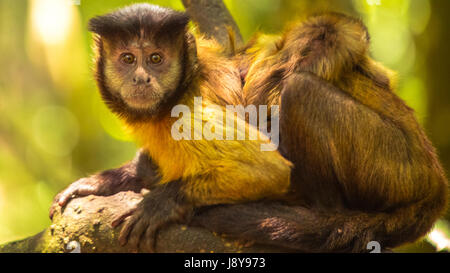 Monkey's at Monkeyland - South Africa Stock Photo