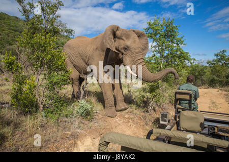 South Africa - January 15: Closely visit with a elephant during the safari at Mkuze Falls Game Reserve