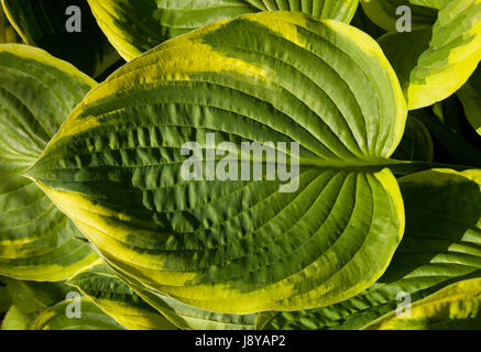 Fresh green leaves on a shrub in Spring in Norfolk, England, UK Stock Photo