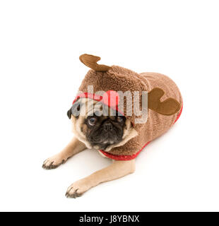 Isolated Pug Dressed up for Christmas Stock Photo - Alamy