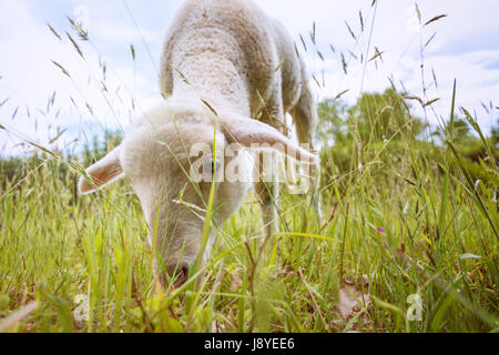 white lamb eating - standing on the grass (meadow) Stock Photo