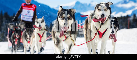 musher hiding behind sleigh at sled dog race on snow Stock Photo