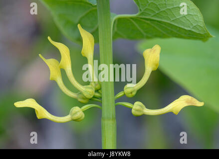 European Birthwort - Aristolochia clematitis Stock Photo