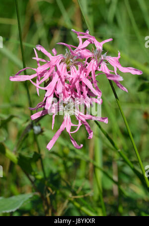 Ragged Robin - Lychnis flos-cuculi Wet Grassland & Marsh Flower Stock Photo