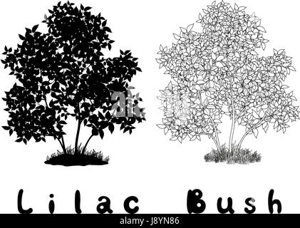 Lilac Bush with Leaves and Grass Black Silhouette, Contours and Inscriptions Isolated on White Background. Vector Stock Vector