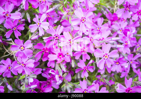 Phlox subulata. Bright pink spring flowers background. Macro photo with selective focus Stock Photo