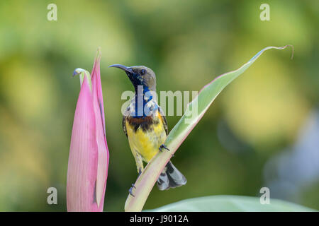 Single male olive-backed sunbird (Cinnyris jugularis) perching on a leaf after feeding on nectar in Bangkok, Thailand Stock Photo