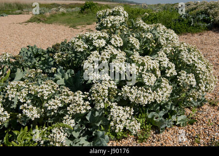 Sea kale, Crambe maritima, in flower on Chesil beach. An ancestor of vegetable cabbage and also used as a vegetable itself Stock Photo