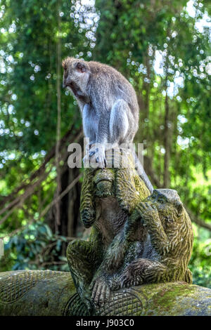Monkey Forest, Ubud, Bali, Indonesia, Asia Stock Photo