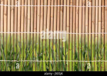 Overlay colorful Japanese maple leaves in morning on tied of dried bamboo stalks pattern in Japanese style. Stock Photo