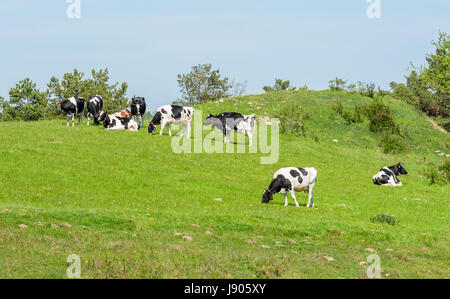 Dairy cows on green hillside pasture. Location Brosarp in Scania, Sweden. Stock Photo