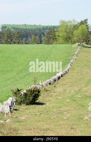 Small and old stone wall divides growing hay from grazing pasture. Location Brosarp in Scania, Sweden. Stock Photo