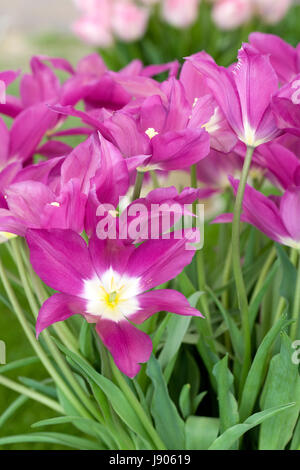 Tulipa 'Purple Dream' flowers in Spring. Stock Photo