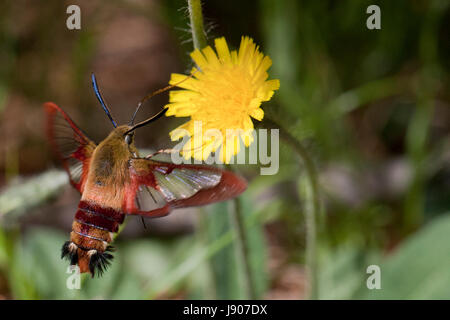 Clearwing hummingbird moth foraging in a yellow mountain dandelion flower. Isolated on a blurry background. Stock Photo