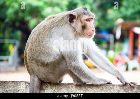 Monkey close up Stock Photo