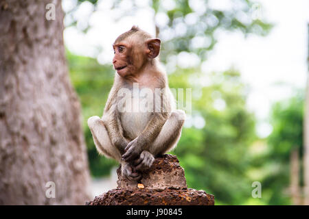 Monkey close up Stock Photo