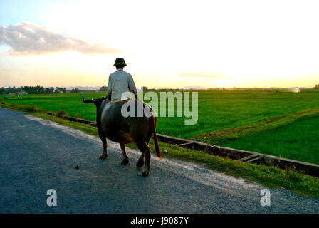 A farmer riding a buffalo in a rural part of Nghe An province, Vietnam Stock Photo