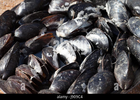 Freshly cooked mussels on sea coast at sun summer day. Outdoor cooking. Selective focus. Stock Photo