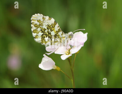 female Orange Tip butterfly (Anthocharis cardamines) on flowers of its food plant Cuckoo Flower or Ladies Smock (Cardamine pratensis) . Stock Photo