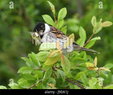 A male reed bunting (Emberiza schoeniclus) with a beak full of insects perches in willow scrub on its way back to its nest to feed its young. Stock Photo