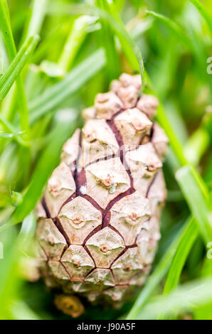 Closeup macro shot of  pine cone lying in green grass, fall summer season Stock Photo