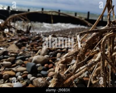 Dead wood by a messy beach Stock Photo