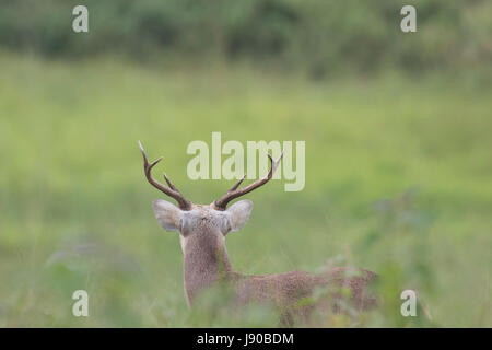 Hog deer (Axis porcinus) looking into the green forest in North East of Thailand Stock Photo