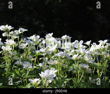 Backlit group of the white flower of Geranium sanguineum album, also known as Bloody Cranesbill, against a dark background, with copy space. Stock Photo