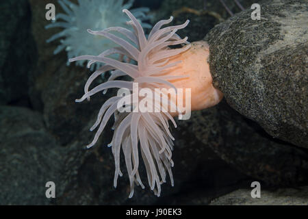 Glatte Seedahlie, Schlammseerose, Schlamm-Seerose, Bolocera tuediae, Deeplet sea anemone, Blumentier, Blumentiere, Anthozoa, anemones, sea anemones Stock Photo