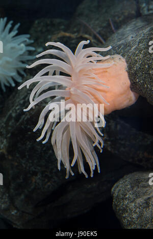 Glatte Seedahlie, Schlammseerose, Schlamm-Seerose, Bolocera tuediae, Deeplet sea anemone, Blumentier, Blumentiere, Anthozoa, anemones, sea anemones