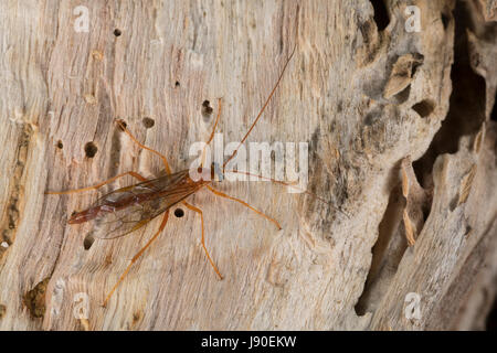 Schlupfwespe, Männchen, Netelia spec., Ichneumon wasp, male Stock Photo
